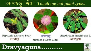 लज्जालु भेद - लाजवंती के प्रकार - Touch Me Not Plant types in Ayurved लाजाळु / छुईमुई Lajjalu bhed