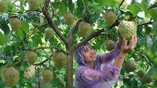 Ana harvested large soursops for the first time to sell at the district market | Ana Bushcraft