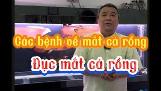 Các Bệnh Về Mắt Cá Rồng | Đục Mắt Cá Rồng | Cách Trị Đơn Giản | Chú Đầu Bạc