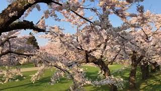 函館の五稜郭公園桜が満開！ゴールデンウィークに散歩