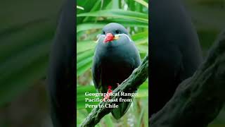 Inca tern