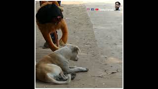 Fake Tiger lion liopard Prank on Cute dog and That Was Crazy @sekhar84prank#short#shorts