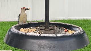 Red Bellied Woodpecker fledgling