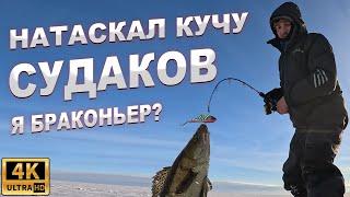 Ушёл от толпы и натаскал КУЧУ СУДАКОВ! Ловля судака на вибы зимой