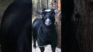 Kambing Lucu II Kambing Lucu Warna Hitam II Suara Kambing Jantan #shorts #viral #kambinglucu