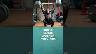 Топ 10 самых сильных животных мира #животные #топ10 #комарик #дикиеживотные #шортс #shorts