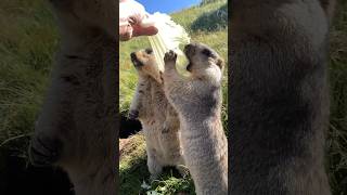 Double the Cuteness! Two Himalayan Marmots Enjoying Delicious Vegetables!#marmot #cutemarmot #cute