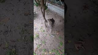 Cat playing Football #cat #funny #cute #playtime #football