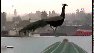 Peacocks & Kites in Punjab (moor & patang)