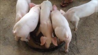 5 little pigs,,,,, (feeding time)