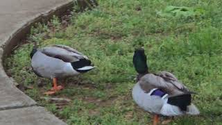 Mystical Mallards! #mallardducks #mallard #mallards #feathers #ducks #duck #duckwalk  #animalvideos