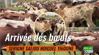 Direct Touba - les images de l’arrivée des 15.000 bœufs et 1.200 chameaux de Cheikh Bethio Thioune….