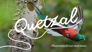 El Quetzal. La majestuosa ave Mexicana