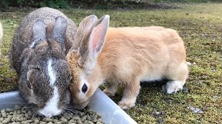 Baby rabbits wanting to attach their faces to each other