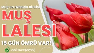 MUŞ'A ÖZEL ENDEMİK BİR BİTKİ! YALNIZCA 15 GÜN ÖMRÜ VAR!