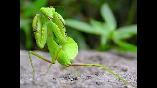 P FOR PRAYING MANTIS!|FUN FACTS ABOUT PRAYING MANTIS