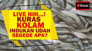 #dtvshorts KURAS KOLAM INDUKAN LELE, Buat Modal Usaha Pemijahan Nih...