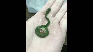 cat eyes baby viper snake #shorts #love #animals #cute #dangerous #snake #short #viral #viper