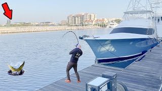 Catching Monster Trophy Fish from a Popular Marina!