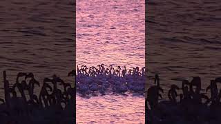 Hilarious flamingo dance | NATURE | Lake Kerkini #shorts