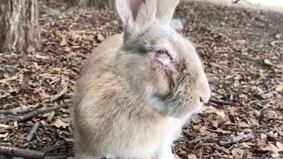 Rabbit with one eye missing