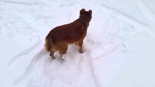 Dogs Playing in Blizzard 2016 Snow in Asheville NC at U-Haul