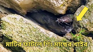 বিলের পুকুরে মাটির ফাটলের গর্তে শিং মাছের খাইর থেকে শিং মাছ ধরা (amazing new village fishing videos