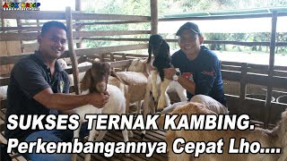 SUKSES TERNAK KAMBING. Perkembangannya Cepat Lho | Atok Kulop SEKAPOT Ancop