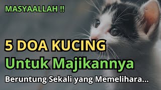 Masyaallah !! Ternyata Ini 5 Doa Kucing untuk Orang yang Menyayanginya, Beruntung yang Memeliharanya