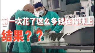 【带猫咪看病VLOG】｜在意大利养猫狗指南｜植入芯片｜打疫苗｜做手术｜领养｜办护照｜坐飞机回国｜