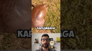 Kaplumbağa Hızlı Mı Yavaşmı #kaplumbağa #tortoise #shorts