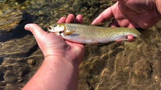 Trout fishing on the Salmon River (part 1)