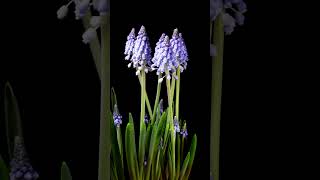 Time lapse of purple grape hyacinth muscari flowers blooming #flowers #microgreens #nature