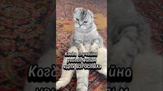 Загрустил, как думаете?☺️😻 #видеоскотами #смешныекоты #приколысживотными #юмор #забавныекоты #кот