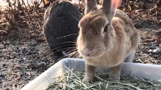 Rabbit is overjoyed to eat for the first time in a long time