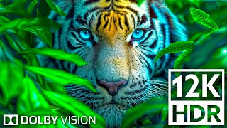 Dolby Vision 🌿 12K HDR 120fps - Animal Kingdom for 4K 8K TV