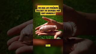 Is a pink fairy armadillo a real thing? #factshorts #shorts #animals