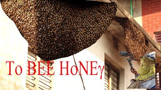 Harvesting Honey From Giant Honeybees And Making Chicken With It!!!