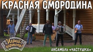 Красная смородина | Ансамбль Г. Заволокина «Частушка» | Играй, гармонь! | @igraygarmon