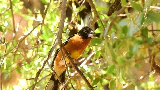 Black-Headed Grosbeak - Pat O'Neil Bird ID's