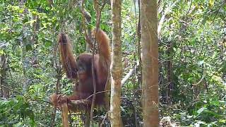 2012 Bukit  Lawang orangutan 2, Indonesia