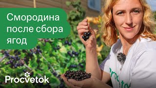 ТРИ ПРАВИЛА ЧЕРНОЙ СМОРОДИНЫ И КРЫЖОВНИКА ПОСЛЕ СБОРА ЯГОД! Закладываем урожай будущего года