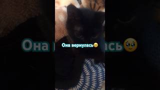 #домашниеживотные #кошки #cat #кошкивидео #funnycats #животные #любимчики #кошка