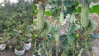 Cucumber cultivation in unused bags. Easy cultivation. Huge production. শশা চাষের সহজ পদ্ধতি।