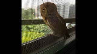 Cute Owl caught on camera at NTU