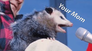 Opossum yawns, says "ur mom" and leave