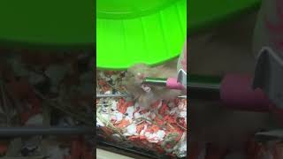 💜 LONG-HAIRED SYRIAN HAMSTER Drinking Water 🐹 MIAMI 🏙 (2022) Florida, USA 🇺🇸❤️ #shorts