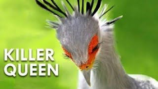 This secretary bird can swallow and kill any snake