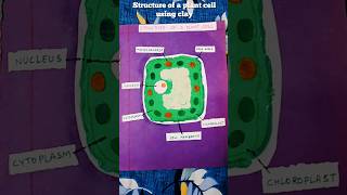 Structure of a Plant Cell #mehekandkabir #shorts #youtubeshorts