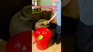 #food chum cổ ngâm rượu cực ngon.